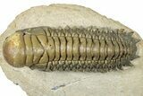 Colorful Crotalocephalina Trilobite - Exposed Hypostome #300027-1